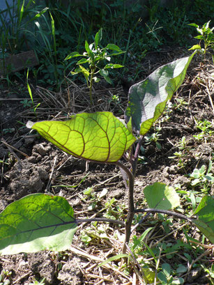 Potager, kitchen garden, Hautes Alpes, Gap, plants, aubergines, poivrons