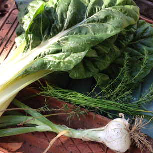 Potager, kitchen garden, Hautes Alpes, Gap, récolte, bettes, cébette, aromates
