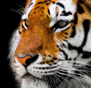 Freies Foto von Pixabay. Großaufnahme eines Tigerkopfes.