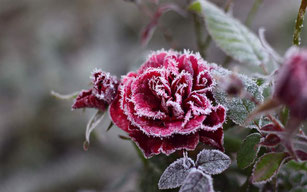GEFRORENE LIEBE