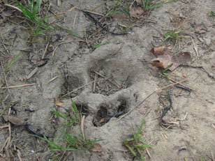 Tigerspuren