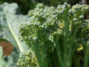 Broccoli