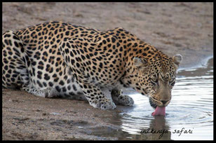 video safari leopardo kenya