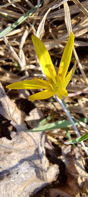 A close-up of a yellow flower 