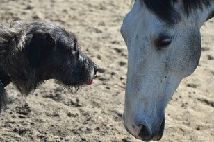 Ein grauer Hund und ein graues Pferd sehen sich an