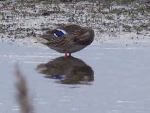 Stockente, Foto: K. Benedickt