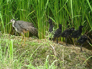 ・2006年8月11日　大久保農耕地　　沖縄県で留鳥のシロハラクナ。　ここでの繁殖は珍しい。