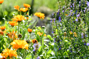 Blühender Naturgarten - Foto: D. Eberhardt/NABU Metzingen