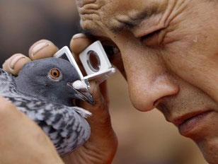 Het is niet gek om bijzondere aandacht te schenken aan het oog. In het netvlies vinden omzettingen plaats in moleculen waarmee de duif waarschijnlijk het aardmagnetisme waarneemt.