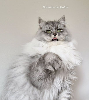 chat siberien gris