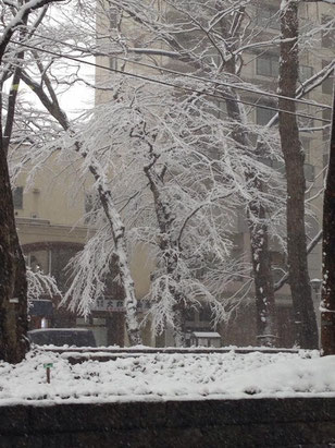冬,雪,府中,ケヤキ通り