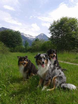 Eine Woche später: Sonthofen/ Allgäu    Penny besteht ihre erste VDH Beginner-Prüfung mit einem 2. Platz und qualifiziert sich für die nächst höhere Klasse.