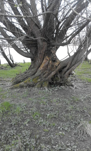 natur, elbe, park, hamburg, führung