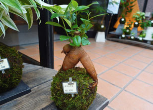 ユニークな形の苔玉も(ガジュマル)