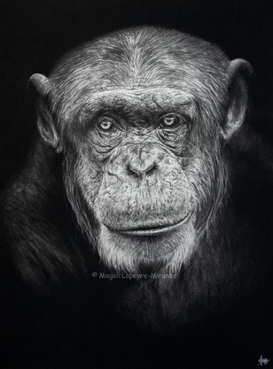 chimpanzee into the light drawing by french pencil artist Magali Lapeyre-Mirande chimpanzé dans la lumière dessin artiste dessinatrice