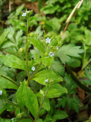 　ハナイバナ　(葉内花)　ムラサキ科 ハナイバナ属