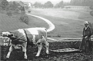 Beim Eggen 1942 auf dem Feld vor Kimleinsdorf. (Foto Hubert Hainz)
