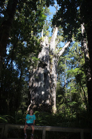 Kauris National park