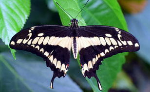 Schwalbenschwänzer Schmetterling
