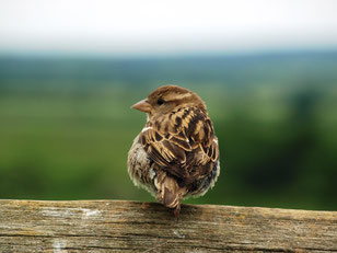 Der Haussperling hat bisher immer den Schnabel vorn. Foto: NABU/M.Gräwe
