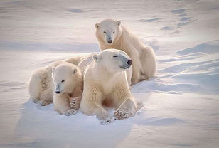 sujet exposé original ours