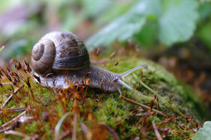 Katharina Wanha Psychologische Beratung Telepathische Tierkommunikation Mental Intuitionstraining Aufstellung Klangschale Rückführung Therapeutic Touch Farblichtbehandlung Tier Mensch Katze Hund Lebenssituationen medition Wien Burgenland