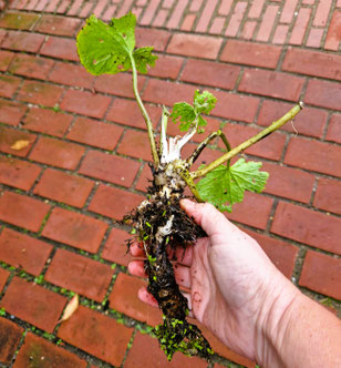 Eutrema japonicum
