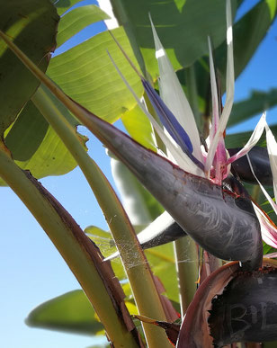 Vogelkopfartige Bluete in Violett und Weiss und großen grünen Blättern