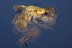 Erdkröte Lurch des Jahres 2012 Natur des Jahres 2012 NABU Düren