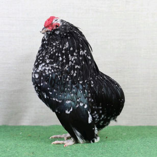 Foto: Holger Schellschmidt