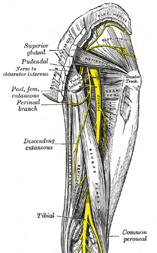 sciatique shiatsu médecine chinoise