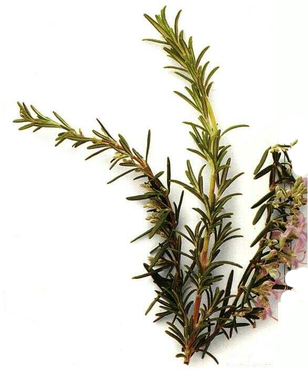 LAROUSSE, "Encyclopédie des Plantes Médicinales"