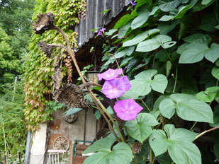 Pension "Am Eichberg"