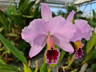 Cattleya percivaliana La Perfeccion