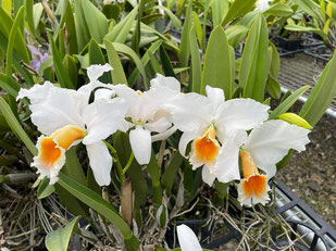 Cattleya percivaliana ff. alba "El Presidente"