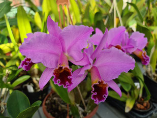 Cattleya percivaliana Nuria M. Cahiz