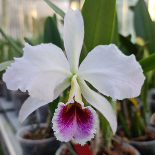 Cattleya percivaliana ff. semi-alba Comandante Carache