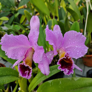 Cattleya percivaliana "Thiago"