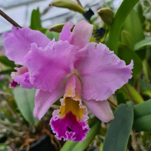 Cattleya percivaliana "Goldstück"