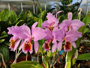 Cattleya percivaliana "Gold Lips" Cerro Verde