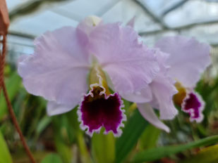 Cattleya percivaliana "Alf"