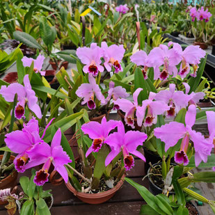 Cattleya percivaliana