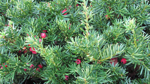 Eibe - Grundstück - Bauen, Planung, Garten, Neubaugebiet, Bauvorhaben, Baukosten, Preis, Fertighecke, Sichtschutz, Gärtnerei, Efeu, Stechpalme, Liguster, Kirschlorbeer, Hecke, Park, Gemeine Eibe, Fruchtende Becher-Eibe, Nicht-fruchtende Becher