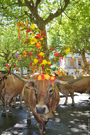 Vaches Aubrac pour l'estive