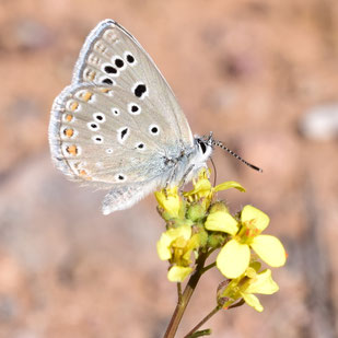 P. antiatlasicus, mâle, région d'Igherm, Anti Atlas sud-occidental, 2018, ©Frédérique Courtin-Tarrier    