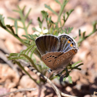 P. antiatlasicus, femelle, région d'Igherm, Anti-Atlas sud-occidental, 2018, ©Frédérique Courtin-Tarrier 