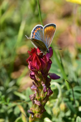 Femelle de l'Argus bleu roi du Maroc dans le Moyen Atlas central, © Frédérique Courtin-Tarrier 