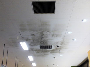 カビ除去前の天井のカビ
