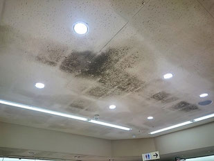 カビ除去前の天井のカビ