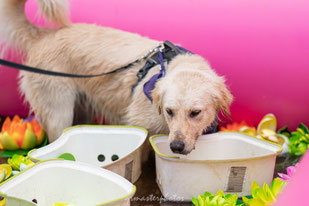 CanidePlouf festival canin photos toulouse chien